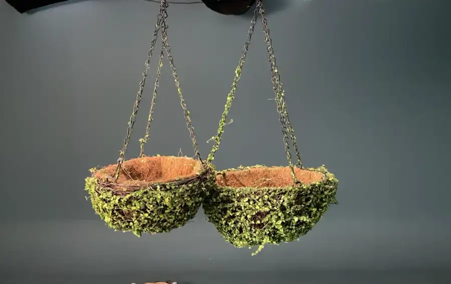 حامل نباتات صغير بسلسلة – ديكور (Decor) سينمائي - الصورة الرئيسية للإيجار | استأجر