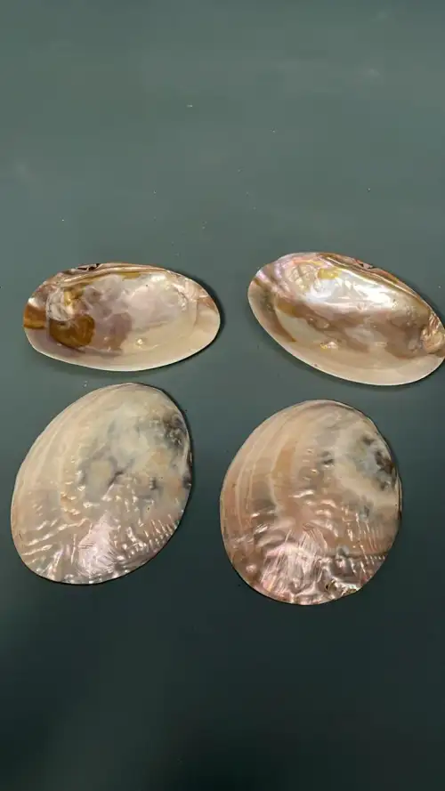 Sea Shell Ornaments – Prop filming  - Image 2 for rent | Estajer