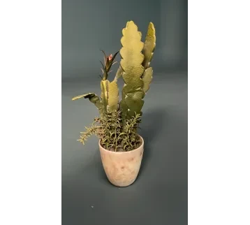 نبات زينة صغير (بروب تصوير سينمائي) للإيجار | استأجر