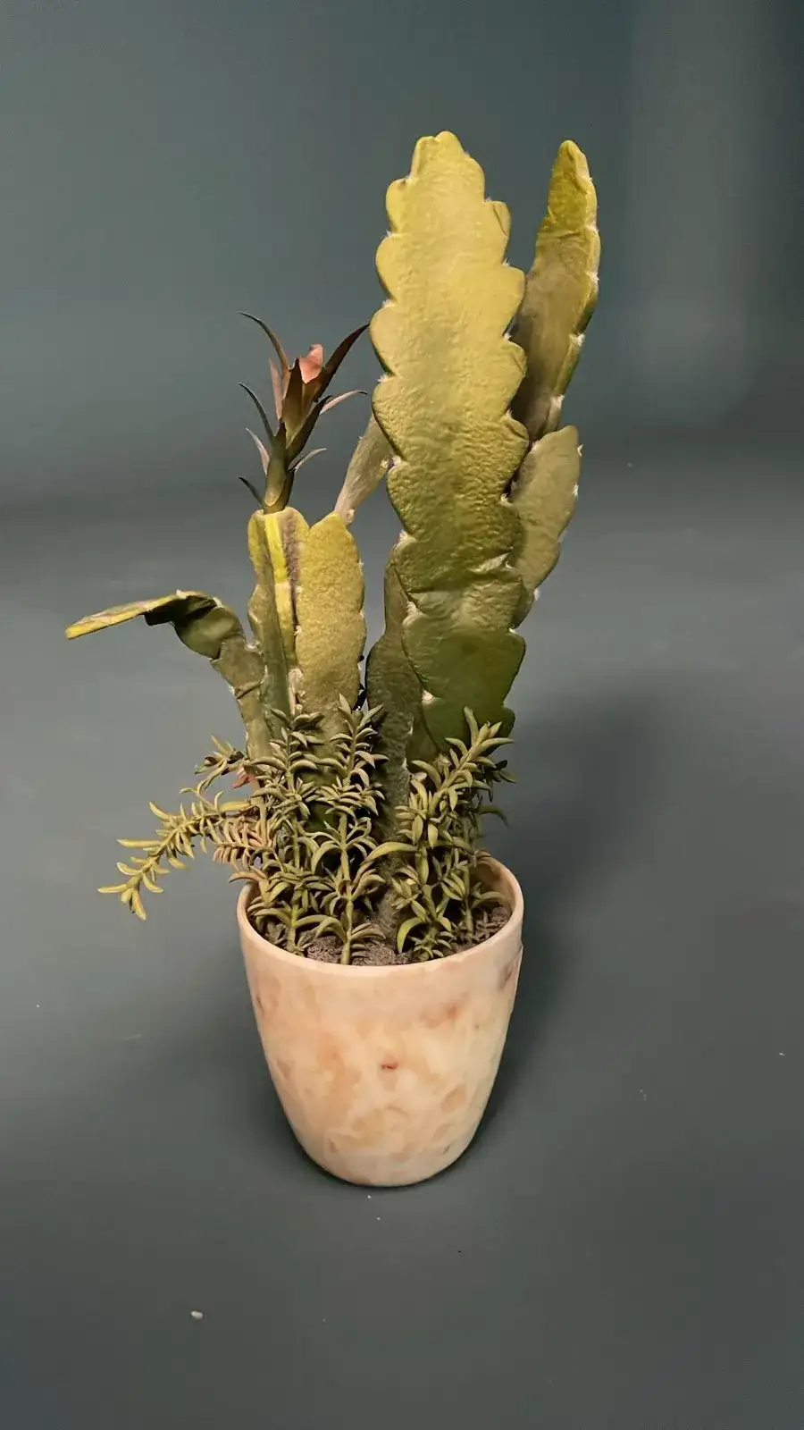 Small Decorative Plant – Cinematic Prop - Main image for rent | Estajer