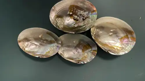 Sea Shell Ornaments – Prop filming  - Image 3 for rent | Estajer