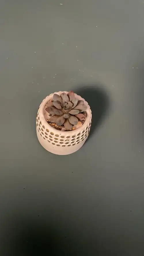 مزهرية ورود (بروب سينمائي)  - صورة 2 للإيجار | استأجر