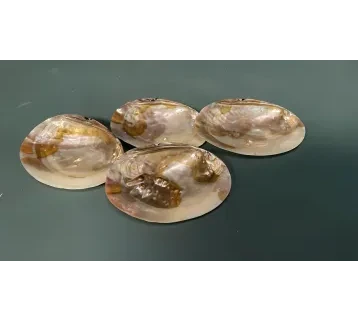 تحف صدف بحر – بروبس سينمائية  للإيجار | استأجر