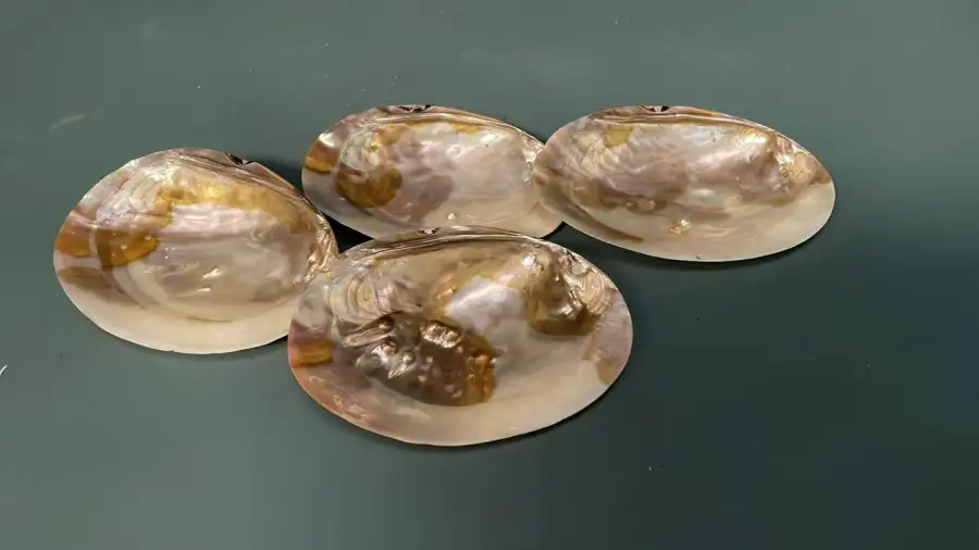 Sea Shell Ornaments – Prop filming  - Main image for rent | Estajer