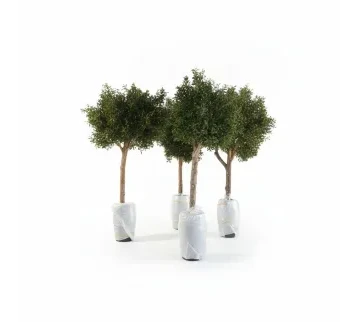 شجرة زيتون صناعية كبيرة للإيجار | استأجر