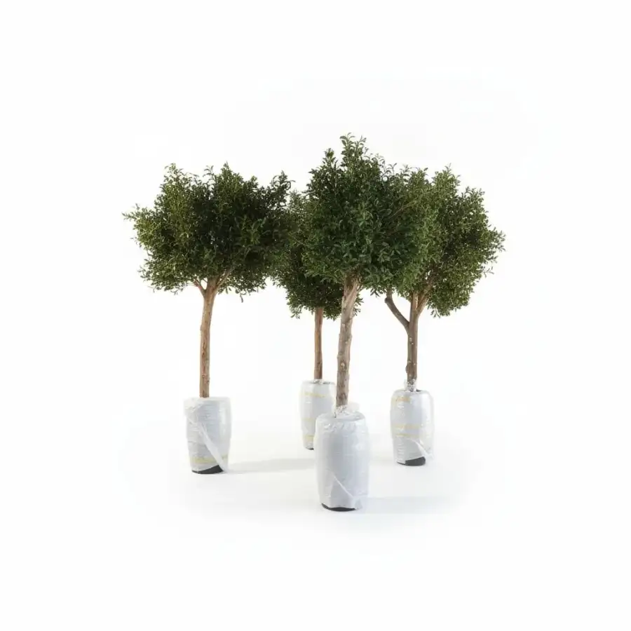 شجرة زيتون صناعية كبيرة - الصورة الرئيسية للإيجار | استأجر