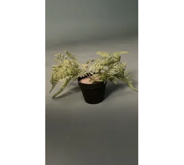 نبات زينة صغير (بروب تصوير سينمائي) للإيجار | استأجر