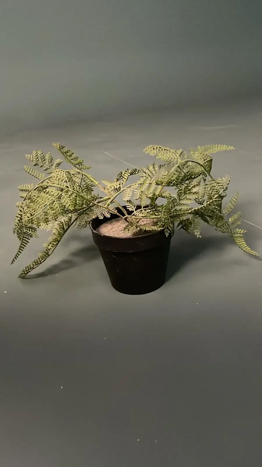 Small Decorative Plant – Cinematic Prop - Main image for rent | Estajer