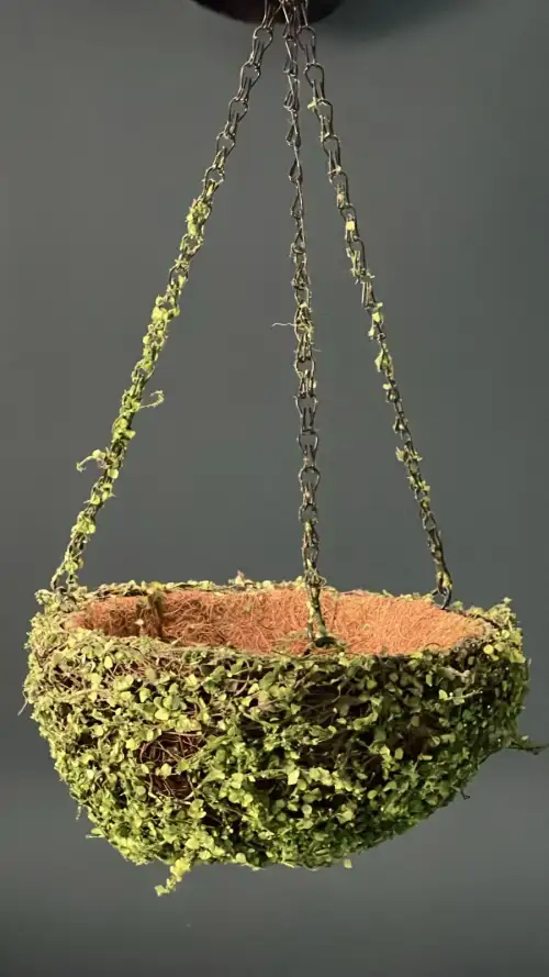 حامل نباتات صغير بسلسلة – ديكور (Decor) سينمائي - صورة 2 للإيجار | استأجر