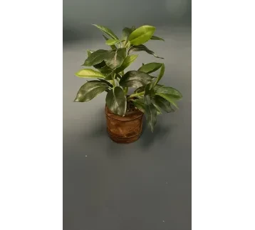 نبات زينة صغير (بروب تصوير سينمائي) للإيجار | استأجر