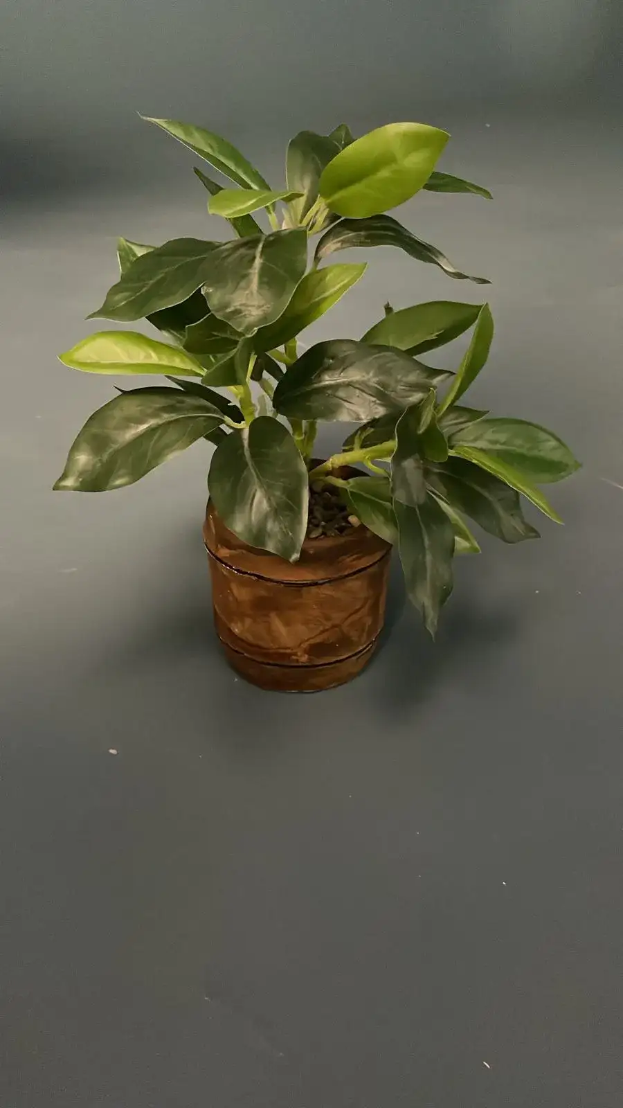 نبات زينة صغير (بروب تصوير سينمائي) - الصورة الرئيسية للإيجار | استأجر